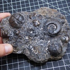 Piatto 1 kg Goniatite