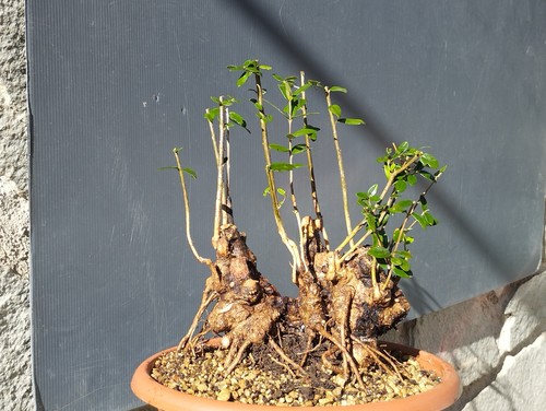 Bonsai olivastro 30x24m - bonsai,