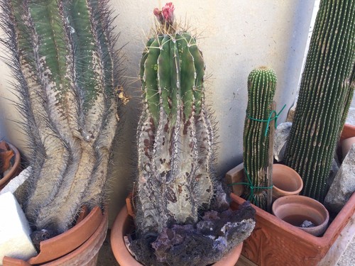 Cactus grandi astrophytum - grandi:,