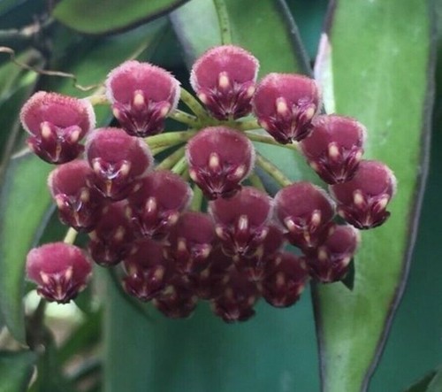 Pianta hoya wayetii - pianta,