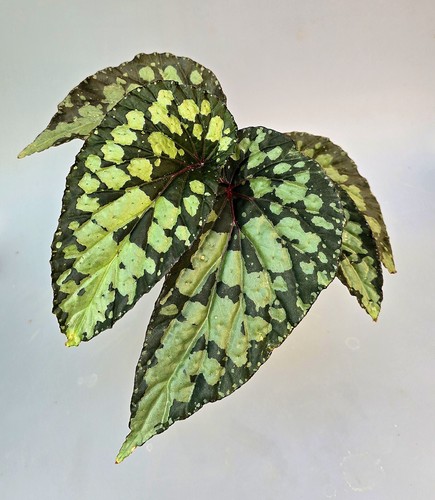 Bellissima begonia lucifero - bellissima,