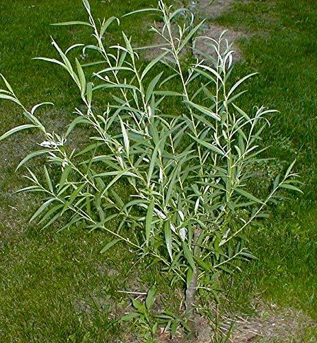 Jumbo hybrid willow tree - hybrid,