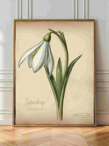Snowdrop stampa parete su - snowdrop,