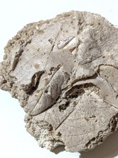 TRAVERTINO Fossilifero FOSSIL