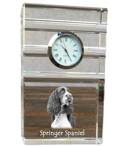 Springer spaniel inglese - springer,