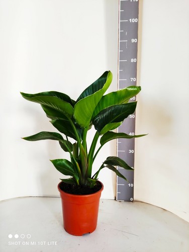 Strelitzia augusta nicolai - strelitzia,