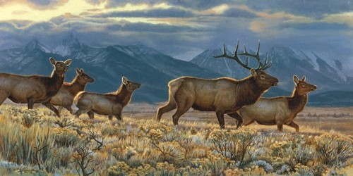 Elk wildlife art print - art,