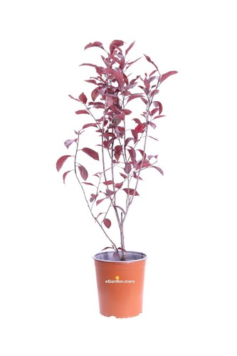 Pianta prunus cistena - pianta,