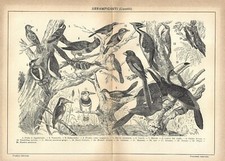 Stampa antica UCCELLI Torcicollo Rampichino Picchio ecc. 1942 Antique print