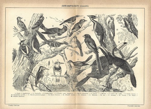 Stampa antica uccelli - antica,