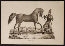 CAVALLO PERSIANO PERSER ANTICA INCISIONE BRODTMANN