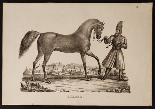 Cavallo persiano perser - cavallo, antica
