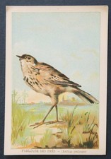 Immagine cromata FARLOUSE DES