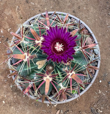 FEROCACTUS LATISPINUS - CACTUS - CIOTOLA Ø20