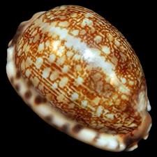 Cypraea arabica 46 - cypraea,