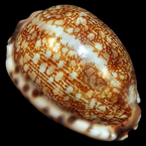 Cypraea arabica 46 - cypraea, mm