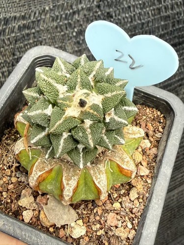 Ariocarpus kotschoubeyanus - ariocarpus,