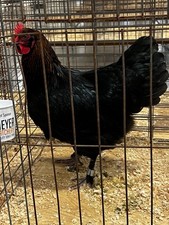 ***Black Copper Marans