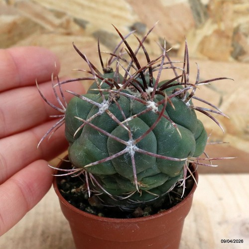 Thelocactus hexaedrophorus