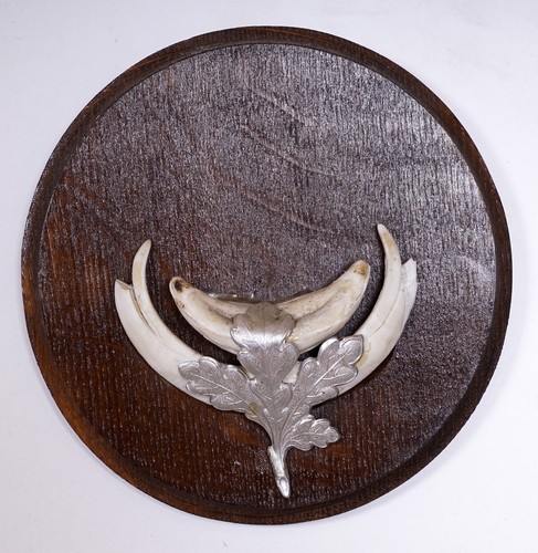 Bellissimi trofeo denti - bellissimi,