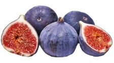 Varietà di fico Ficus carica CALIFFO BLUE » fico blu 20 semi freschi + REGALO