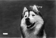 HUSKY DOG - Original Charcoal Drawing 9.5" x 13" 