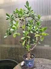 Bonsai di Crassula ovata