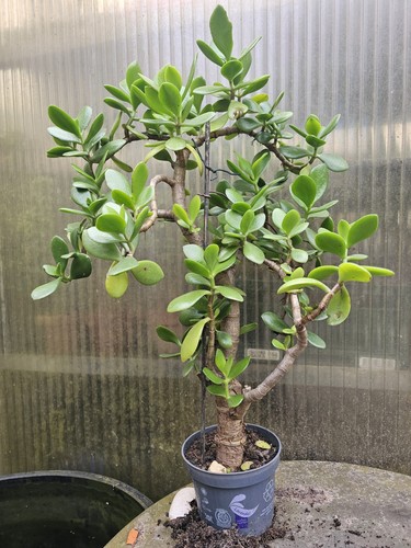 Bonsai crassula ovata - bonsai, di