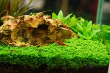 Semi Prato Acquario CONSEGNA VELOCE pratino varietà Hemianthus Callitrichoides 