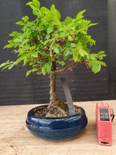 Bonsai olmo parvifolia - parvifolia, h