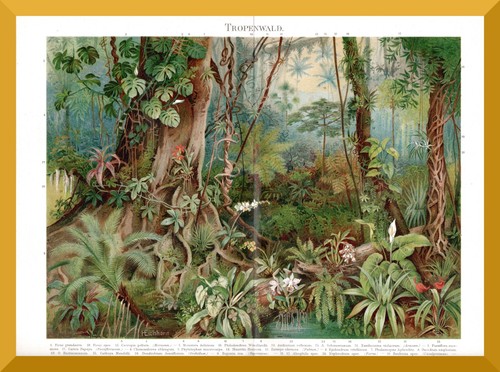 Foresta tropicale - , +