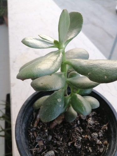 Crassula ovata albero di - albero,