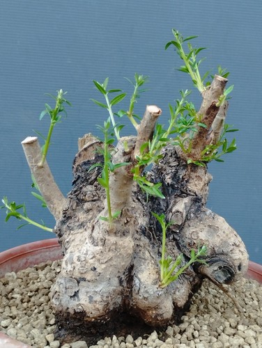 Bonsai olivastro 20x20cm - bonsai, in