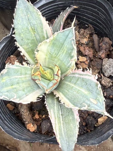 Agave titanota white whale - titanota, whale'