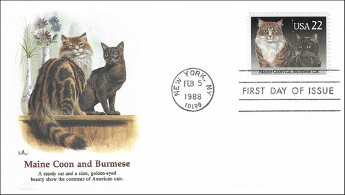 Maine coon burmese - maine,