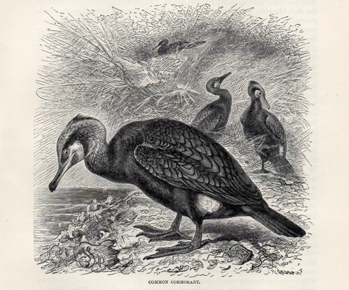 1894 cormorano uccelli - 1894,