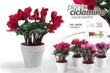 Pianta ciclamino vaso - ciclamino, cm