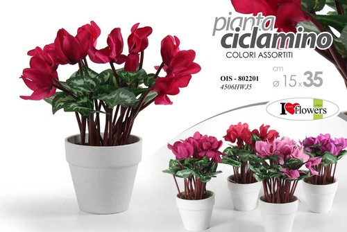 Pianta ciclamino vaso - pianta, 35