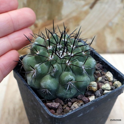 Copiapoa cinerea vaso - cinerea, 6