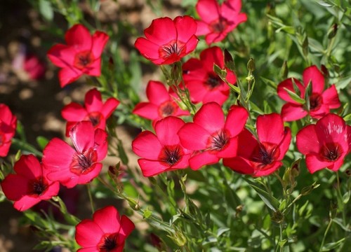 Linum red seёds - seёds,, 1000