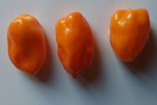 20 semi di Peperoncino