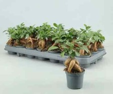 Planta interior ficus - de,