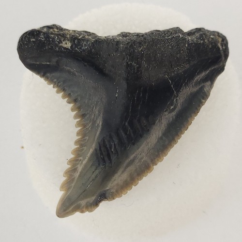 Hemipristis serra dente - serra,