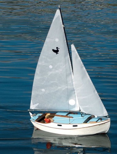 Anatra selvatica sloop - anatra,