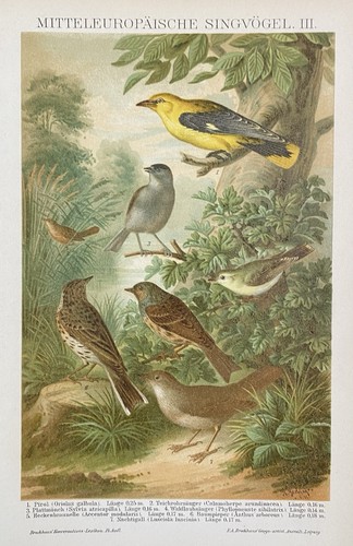 Grafica originale fauna