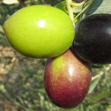 Pianta Albero di OLIVO da