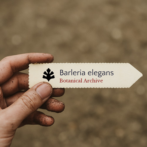 Barleria elegans seeds - elegans,