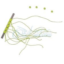 Stopper Galleggiante