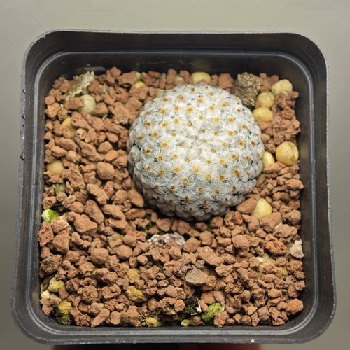 Pianta cactus succulenta - pianta,