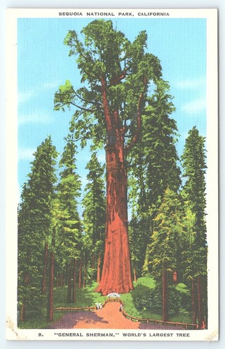 Cartolina sequoia parco - cartolina,